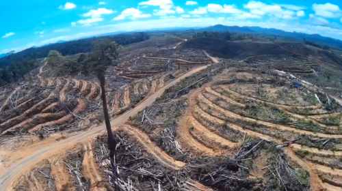 indonesian-palm-oil-deforestation