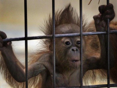 young-orangutan-hold-on-to-the-bars-of-a-cage-at-the-duisburg-zoo